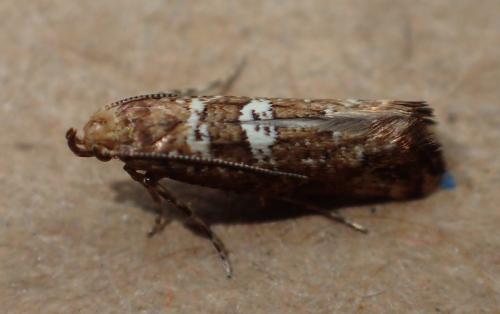 Réf. 191 041 : Acrolepiopsis assectella